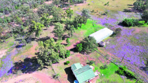 Broad acres west of Warwick – sheep, fish and truffle farming ventures