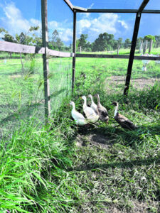 Hard Lessons: Chickens and ducks don’t mix, foxes even less so