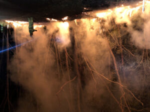 More than 50 days of fire