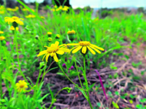 Annual fireweed invasion stronger due to drought