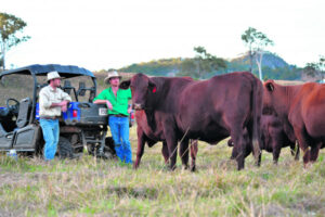 Record cattle prices ‘fantastic’ for graziers, ‘out of control’ for butchers