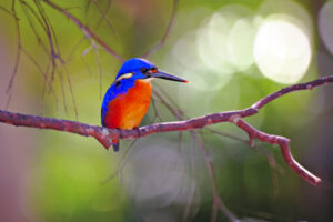 Fine feathered friends: Kingfishers and bower birds