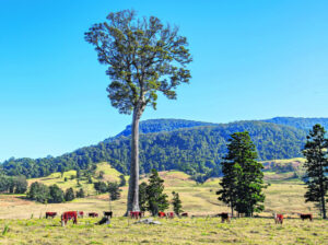 Local trees of significance, should there be a register?