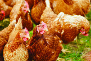 Poultry owners urged to be on lookout as bird flu sweeps globe