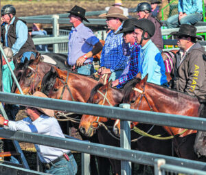 Boonah Campdraft Results
