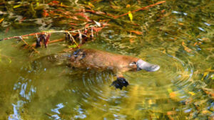 Platypus survey planned for local waterways