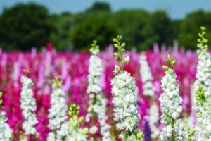 New peak body to help primary producers navigate diversification launched