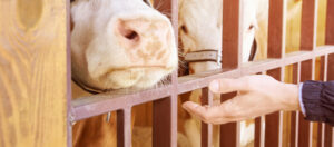 Pets, pests and profit animals in empathy study