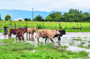 Government confirms methane pledge commitment