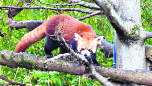 The Beauty of Life – The Shining Cat