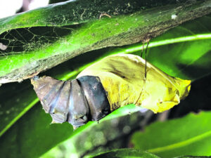 The big and beautiful butterfly that could be about to light up South East Queensland