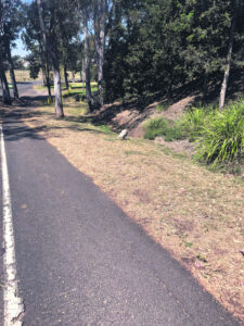 Lucky escape for ‘disoriented’ Dugandan koala and her joey