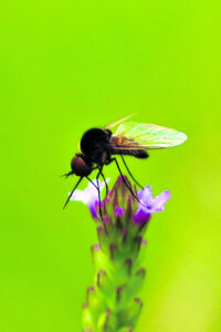 The Beauty of Life – A Big Picture Made of Small Dots