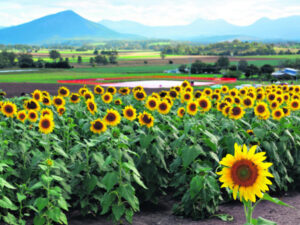 The Gravel Cartel, the Sunflower Festival and Henry