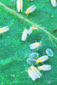 ‘Biospray’ developed to ‘immunise’ crops against whitefly