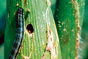 Fall armyworm takes hold in NQ