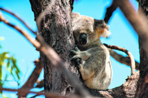 Kill tree plea for koala safety