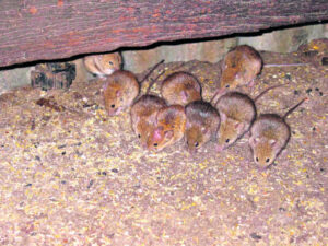 CSIRO expert fears spring could revive mouse plague