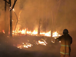 More bushfire recovery help for Canungra-Beechmont small business