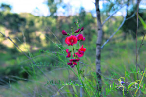 One woman’s war on weeds sees return of rare wildflower