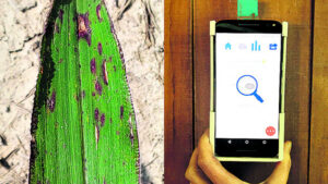 Plants that predict disease and a device that predicts livestock fertility under development