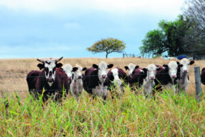 Queensland’s meat quality ahead of the pack