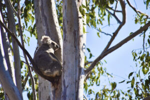 One Health approach help for humans, animals