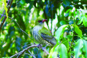 The Beauty of Life – The Arrow Bird