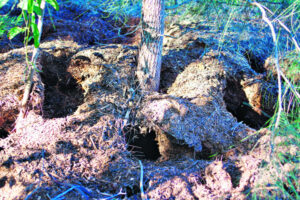 The Beauty of Life – Holey Coots