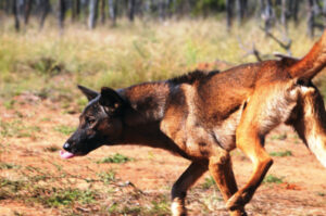QDOG to co-ordinate wild dog management Statewide