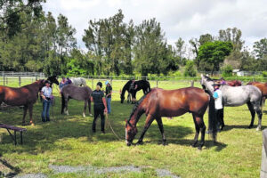 It’s horses for courses in Be Healthy and Active program