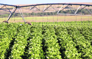Warnings of potato shortage and global manufacturer’s Farms of the Future