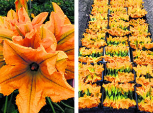 Niche products: Flower or fruit? Decoration or nutritious addition?