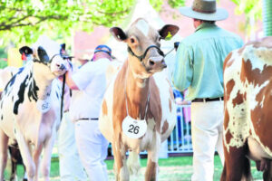 The big show in the big smoke