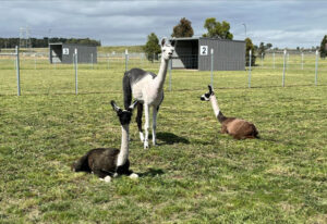 Llama imports first in a decade