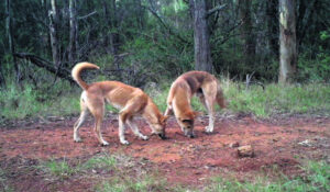 ‘The dogs are on the rise’: COVID-19, La Niña, policy changes fuel wild dog boom