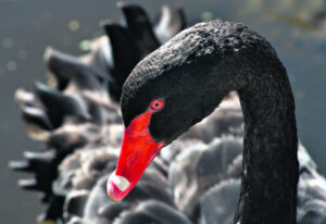 The bird that cannot be