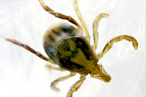 Paralysis tick spring warning for pet owners