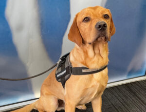 Importer fees will help keep us strong