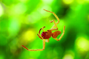 The Beauty of Life – Spider Woman