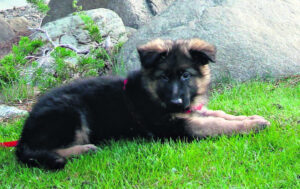 Residents claim German Shepherd puppy farm ruining serenity, too scared to talk