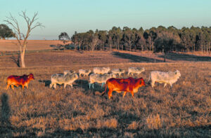 High husbandry skill link to lower emissions, food security