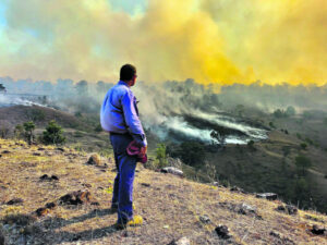 Binna Burra ‘may have been saved’ had top brass listened to local firies: Scenic Rim MP