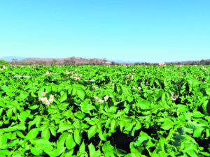 Red tape and poor infrastructure stifles agribusiness