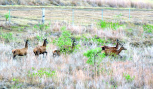 Deer dicing with death on SEQ roads