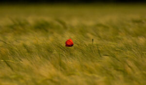 Lionel Colin Freiberg (Woogie)