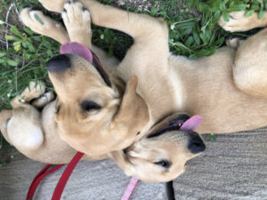 Doggy Day Care facility approved for Canungra