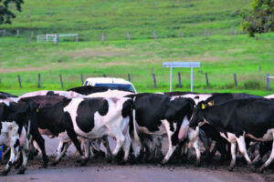 Watchdog warns of Dairy Code crackdown amid ‘widespread non-compliance’