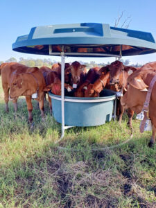 Wireless cattle tag technology tracks nutrition