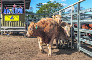 Auctioneer echoes cattle drop woes